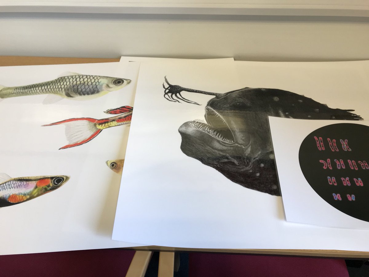 alielw's tweet photo. Getting my props ready for @SoapboxSciSheff this Saturday! I’ll be on my soapbox from 12-1pm talking about ‘The genetics of beauty across the animal kingdom’. Beautiful illustrations from @ClaraLacy! @SoapboxScience @SheffieldAPS https://t.co/QS573o2u6U