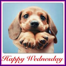 TODAY IS WEDNESDAY! #dogs #wednesdaydogs