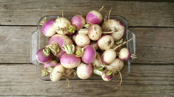 amirkingo's tweet photo. Like most other vegetables, turnips are low in calories and hence, quite  nutritious. There are variety of turnip health benefits, check out what  are they.https://t.co/xd2jqVKwhA https://t.co/QyrE7AcnkH