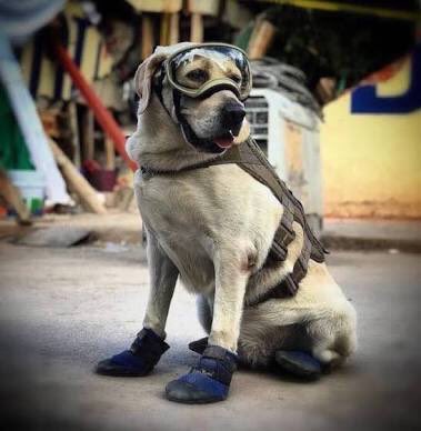 Un día como hoy pero de 2017 ella, Frida, a nombre de su especie refrendo eso de que las y los perros son las y los mejores amigo de hombres y mujeres #19S #19deSeptiembre #Sismo19S #FuerzaMéxico #19SNoOlvidamos