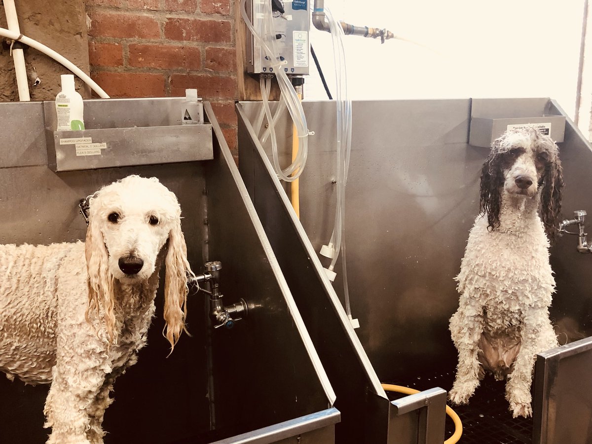 TheDogSalon's tweet photo. Bring us your puppies for an amazing and relaxing bath 🐶🚿 https://t.co/7ksyqNaaEn