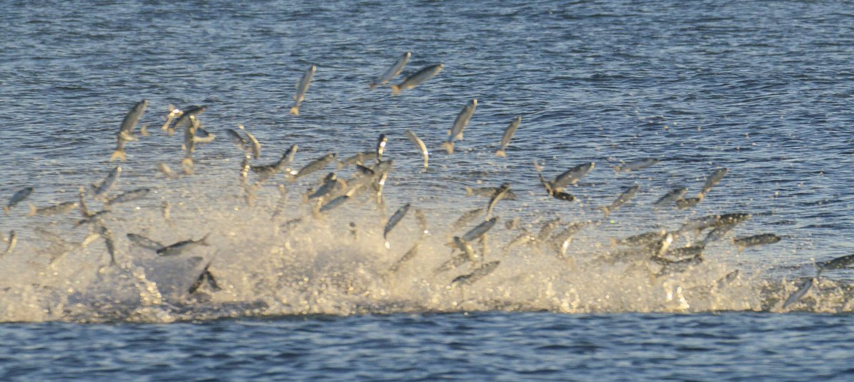 joejrpix's tweet photo. #mulletrun #flyingmullet #humpday #verobeach #florida @CanonUSAimaging @wpbf_sandra https://t.co/y1v9u1HAZS