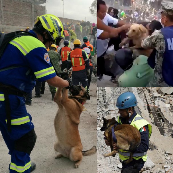 InvictosSomos's tweet photo. El 19 de septiembre jamás se olvidará en México. En 1985 y 2017, esta fecha marcó a un país entero. Hoy hace 33 años y hace 1 año, se vivieron momentos tristísimos, pero también se demostró lo fuerte que somos cuando TODOS nos unimos. #19deSeptiembre #FuerzaMéxico https://t.co/i1j7AXWDgX