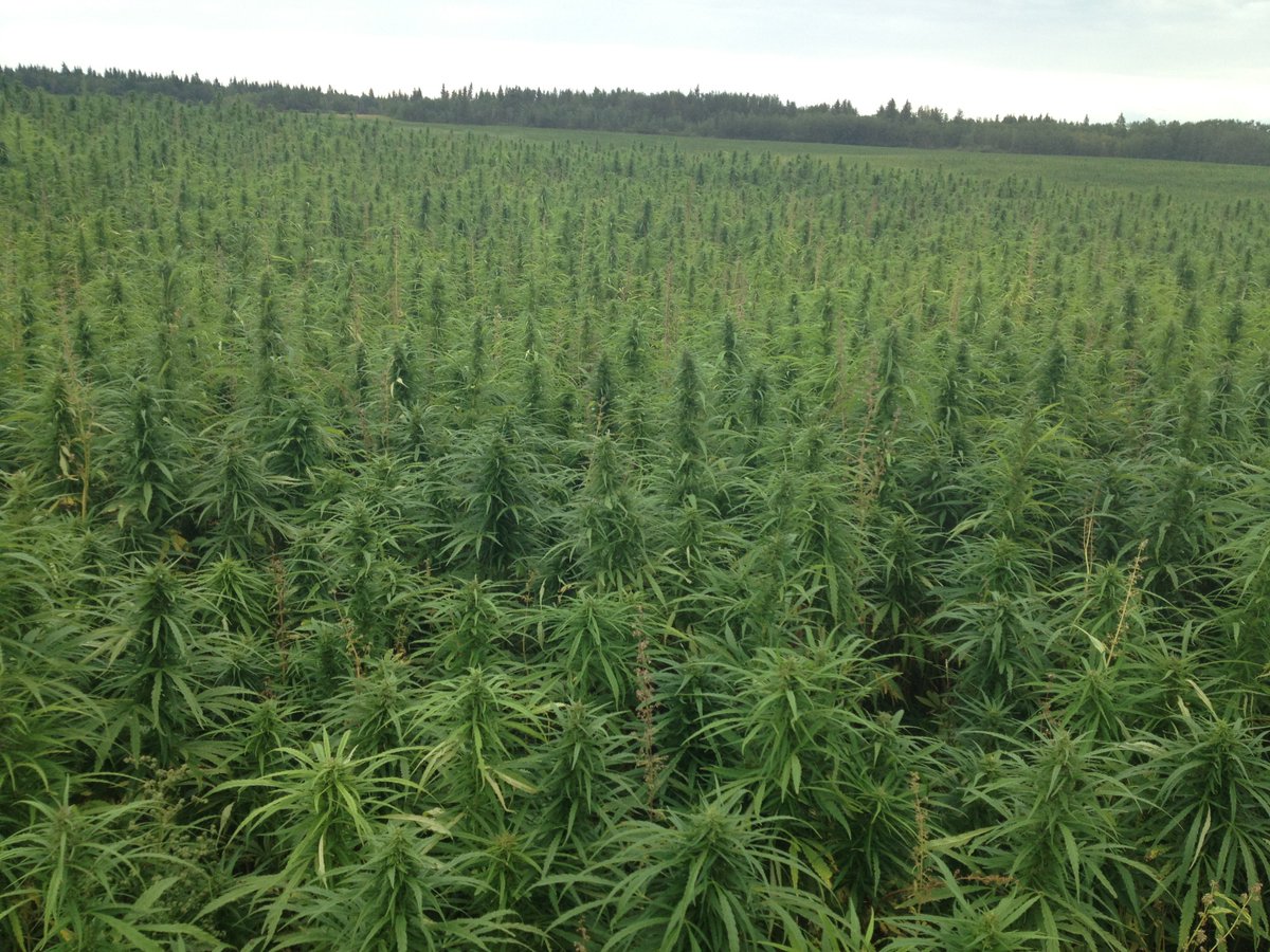 DarksideBruce's tweet photo. Did you know that #hemp could #fuel the #world? Hemp is the most cost-efficient &amp; #environmentally #friendly fuel #crop. Depending on processing, hemp can produce two different types of fuel, hemp #biodiesel and hemp #ethanol/#methanol. #fact #facts #FactsMatter #KentuckyHemp https://t.co/TSpWXaJGN3