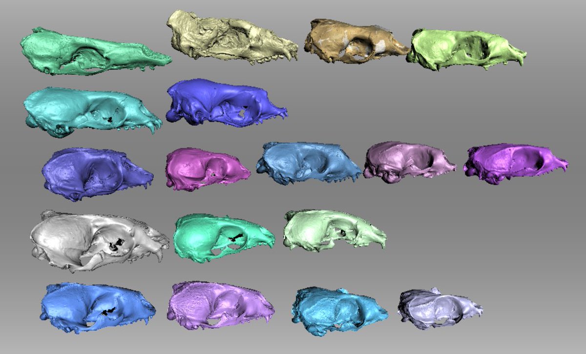 Palaeo_JRule's tweet photo. Modern and fossil #seal skulls, in digital form! These #3D scans have proved useful for reviewing morphological characters away from the museum. 
Also, colourful scans can help show just how diverse #phocids can be! https://t.co/wgL3Xj181P