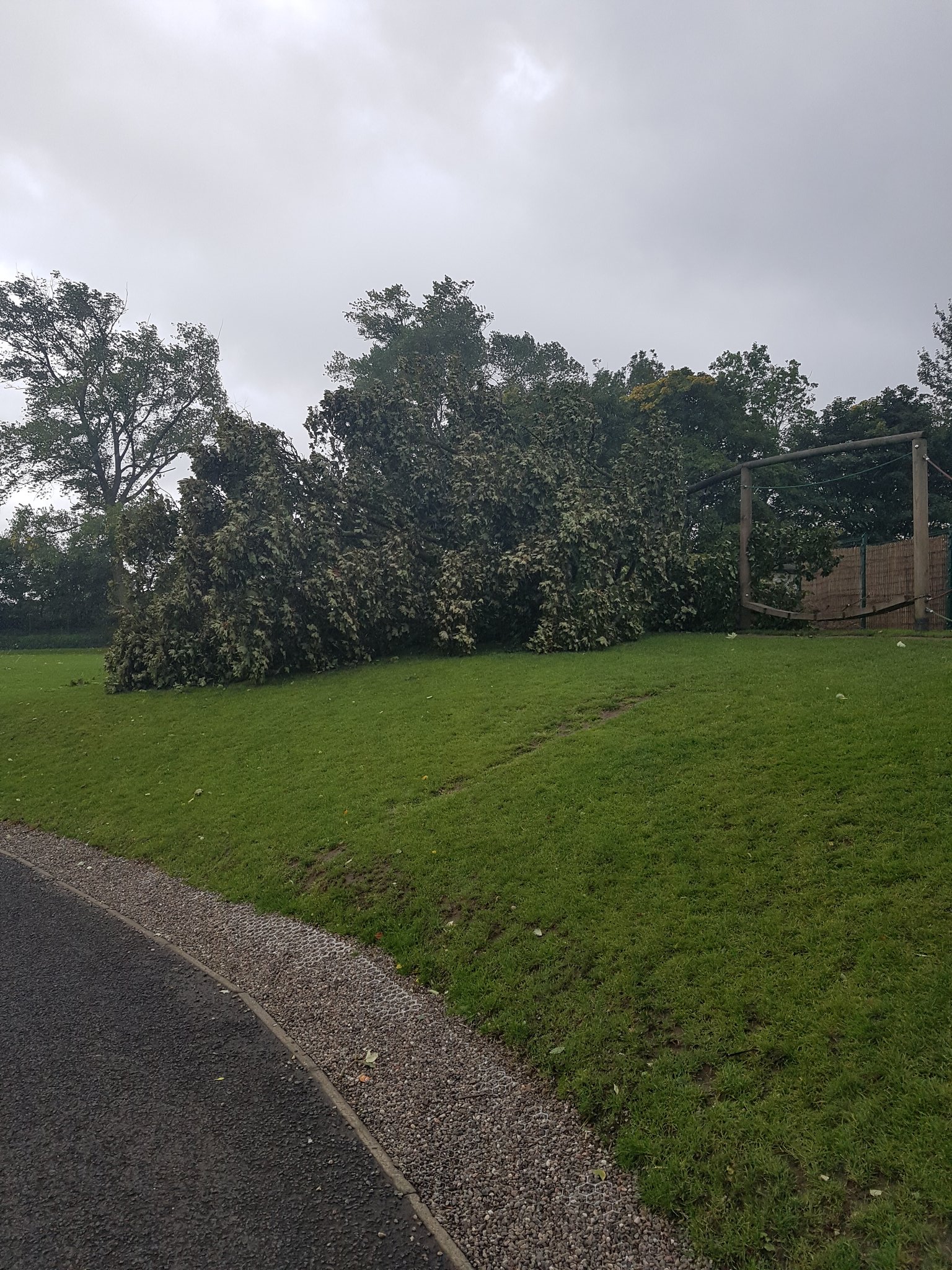 Fair Isle Primary School on Twitter "As you can see a tree has fallen