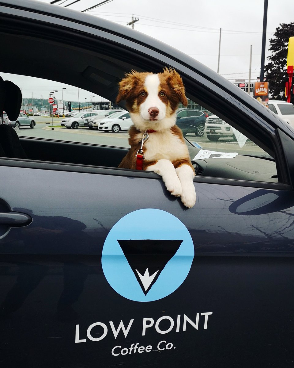 LowPointCoffee's tweet image. This is our VERY BEST employee.