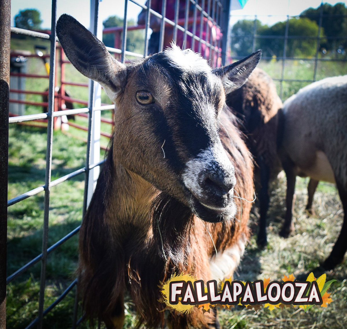 WheelingParkDst's tweet photo. Thank you to everyone who made it to the 2018 Fallapalooza event at Heritage Park! We had a great time and hope you did as well. Special shout out to our sponsors and partners!   See you all next year!   #ThinkFall  #WPDEvents https://t.co/j8iCAtMY3h