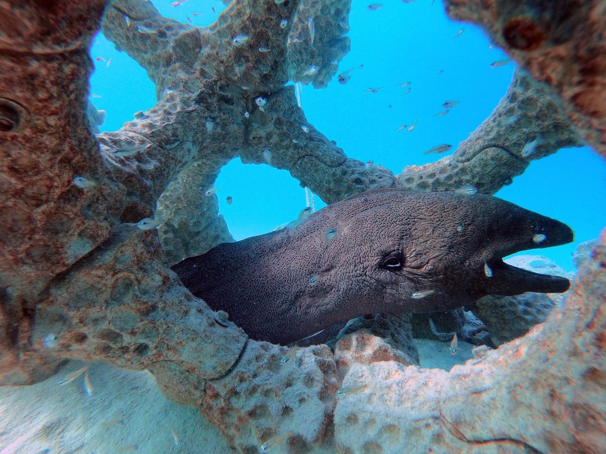 This moray eel has made the MARS system its new home on Summer Island Maldives. Excellent choice. 
Picture by coral farming boss Arjan Sierink.