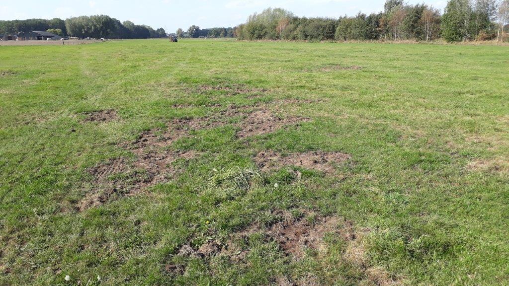 bergewell's tweet photo. En dan heb je de hele zomer je suf beregend om het #grasland groen en groeiend te houden voor #weidegang voor je #melkkoeien, komt een groep #wildezwijnen je grasland totaal vernielen. Om moedeloos van te worden. https://t.co/q3snUJeN3J