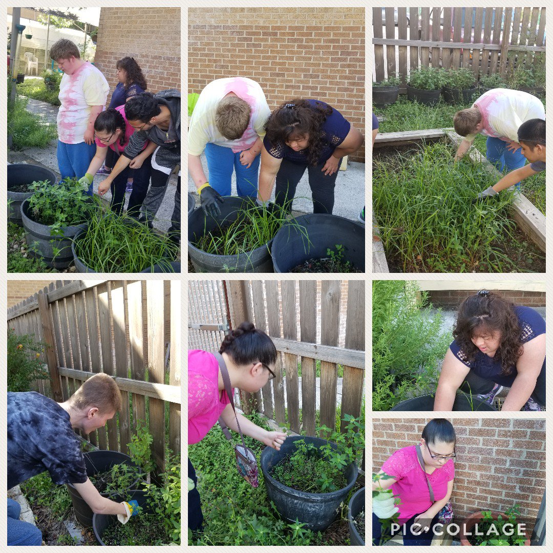 LauraTeachSpEd's tweet photo. We are preparing for gardening! Recent rain made it easy to pull those weeds! Building that adult schedule out side the box @NISDReddix @NISDSpecialEd @LeticiaLizcano @WeGoPublic #ThisisNorthside #ThisisReddix #ThisIsPhase2 https://t.co/chbLIy8aaB