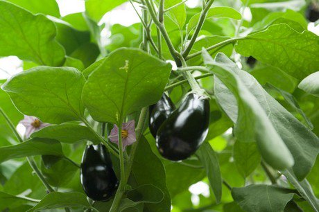"Higher autumn prices won't compensate for poor eggplant season"
hortidaily.com/article/902020…