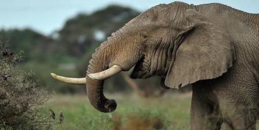 BiogasWorld_'s tweet photo. Le parc animalier de Thoiry: le premier zoo au monde à se chauffer au #biomethane en transformant les déjections des animaux! Lisez plus ICI: https://t.co/Bhur3AYhE6 https://t.co/oMDCCmBbr0