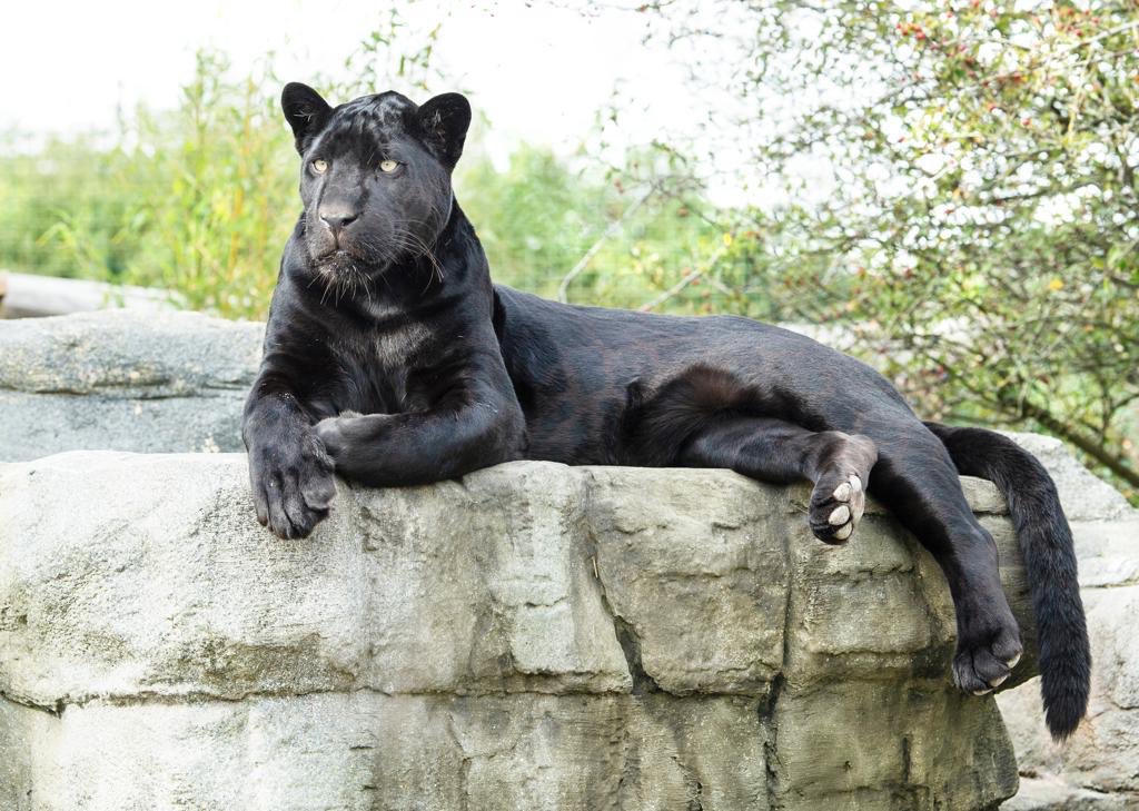 Maya the jaguar