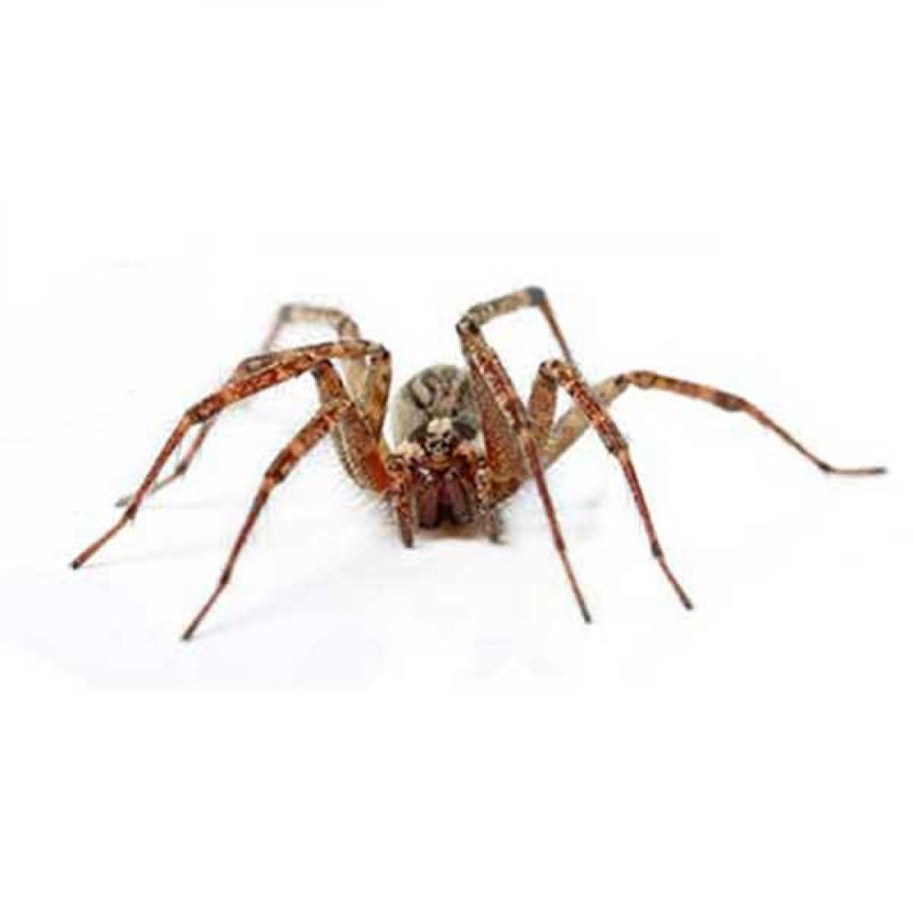 Halloween is just around the corner. Is your place naturally scary? #WBPestControl