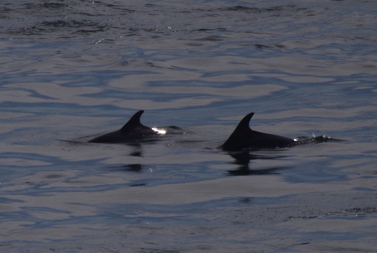 Click on the link to read all the latest from RSPB Mull of Galloway - ww2.rspb.org.uk/community/plac… <a href="/MullofGalloway/">Mull of Galloway</a>  <a href="/RSPBGlasgow/">Giving Nature a Home Glasgow</a>