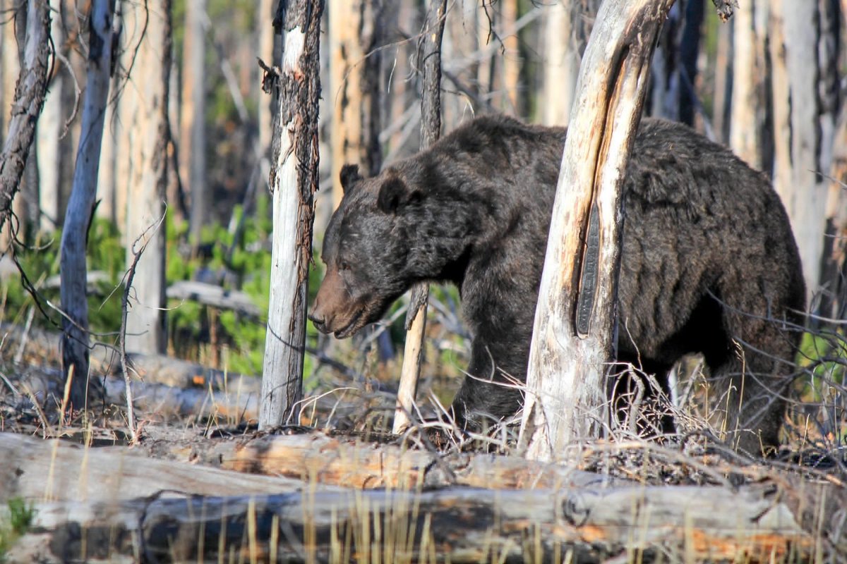 Reflections On The Fatal Grizzly Bear Mauling In Wyoming: mountainjournal.org/reflections-on…

#grizzly #grizzlybear #WildlifeWednesday #wildlife #bears #mauling #Yellowstone #grandteton #Wyoming #WyomingNews #elkhunting #elk #nationalforest