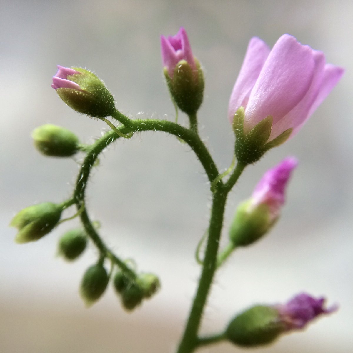 Alison DePew, PhD (@gal4science) on Twitter photo Cecily: catches flies AND makes beautiful flowers. #sehgalsundew Cecily: catches flies AND makes beautiful flowers. #sehgalsundew