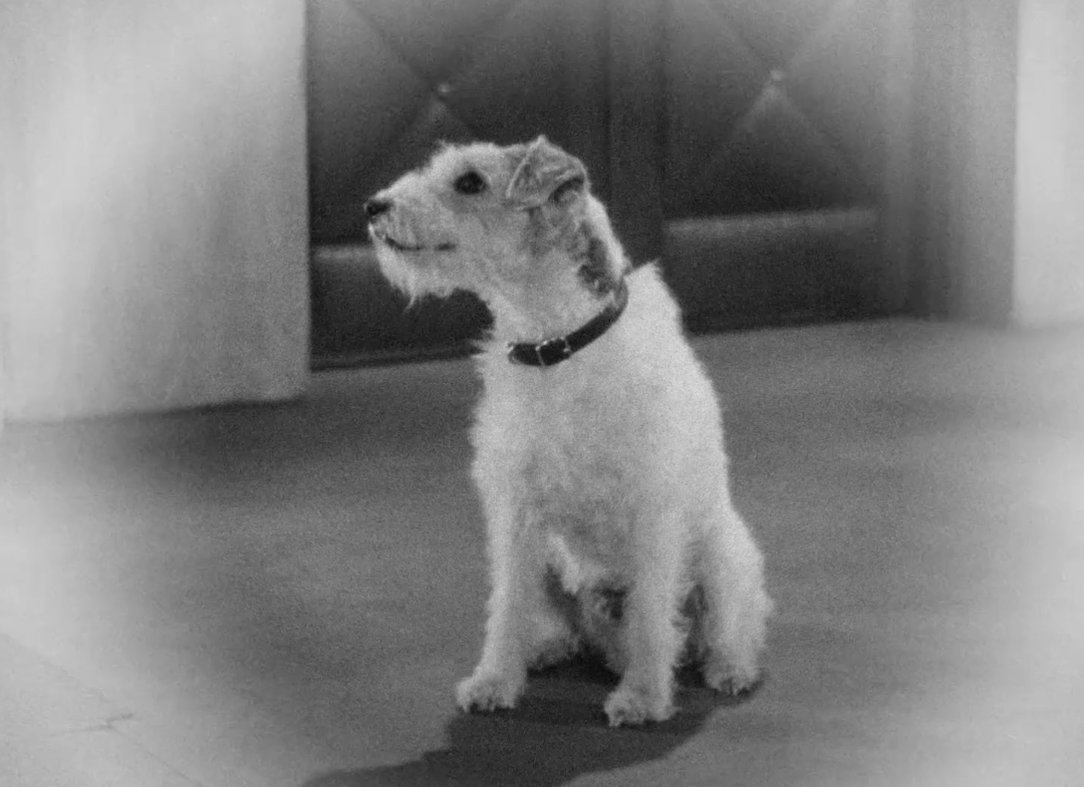 Criterion's tweet image. In sizing up Skippy’s invaluable contribution to THE AWFUL TRUTH, Cairns compares his high-energy screen presence to that of his graceful costar Grant, before delivering a droll analysis of the game pup’s place in the film’s constantly evolving visual farce.