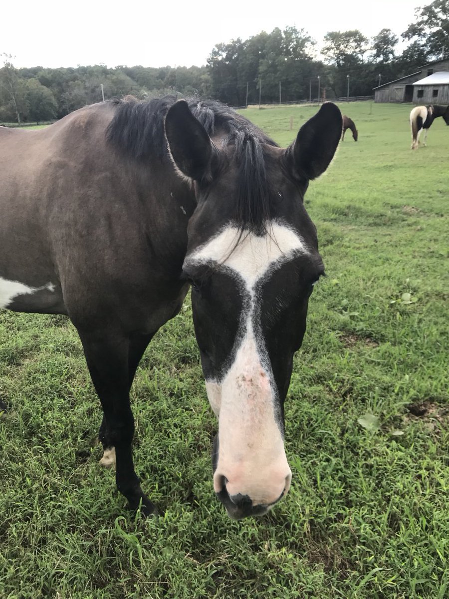 SaltyEquestrian's tweet photo. Hurricane Florence Assistance https://t.co/w8bA758Hdq https://t.co/sTdwA4SBQ8