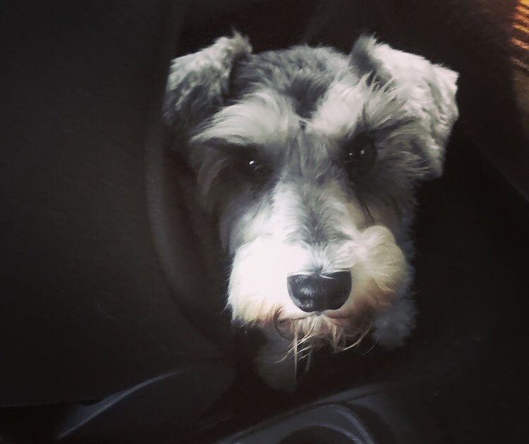 sjanemurf's tweet photo. My houseguest this week is a beauty ๐ #SchnauzerStyle https://t.co/m0uDPqVvrD