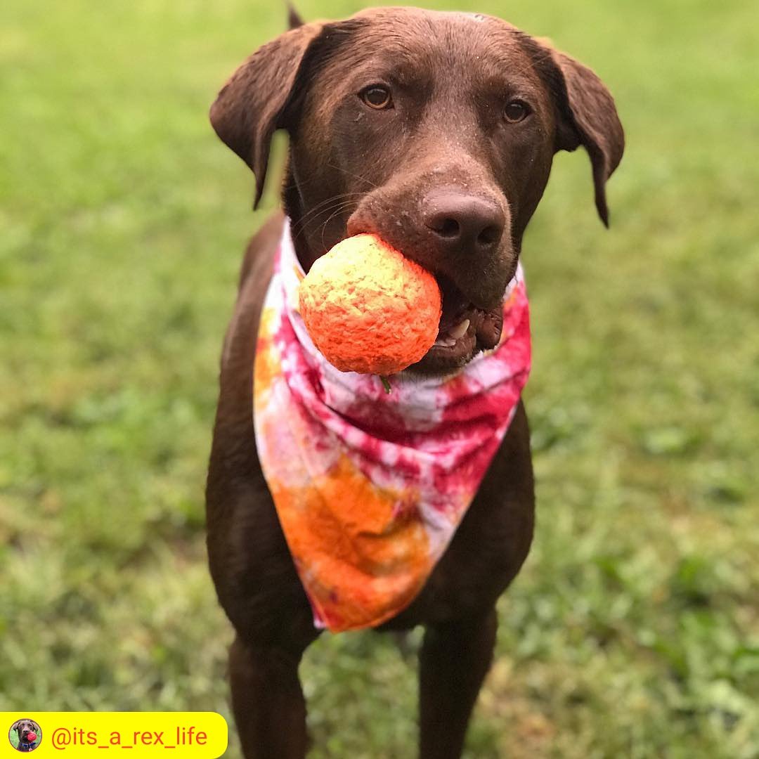 Lunch is done!
Now it's time for fetch!

gowacky.us/wunderball-bes…
#standwithHaole
@haoleboysurfs
#wackywalkr #WUNDERBALL #best_fetch_toy #handmade 
Make Your Dog a WUNDERdog!🐶