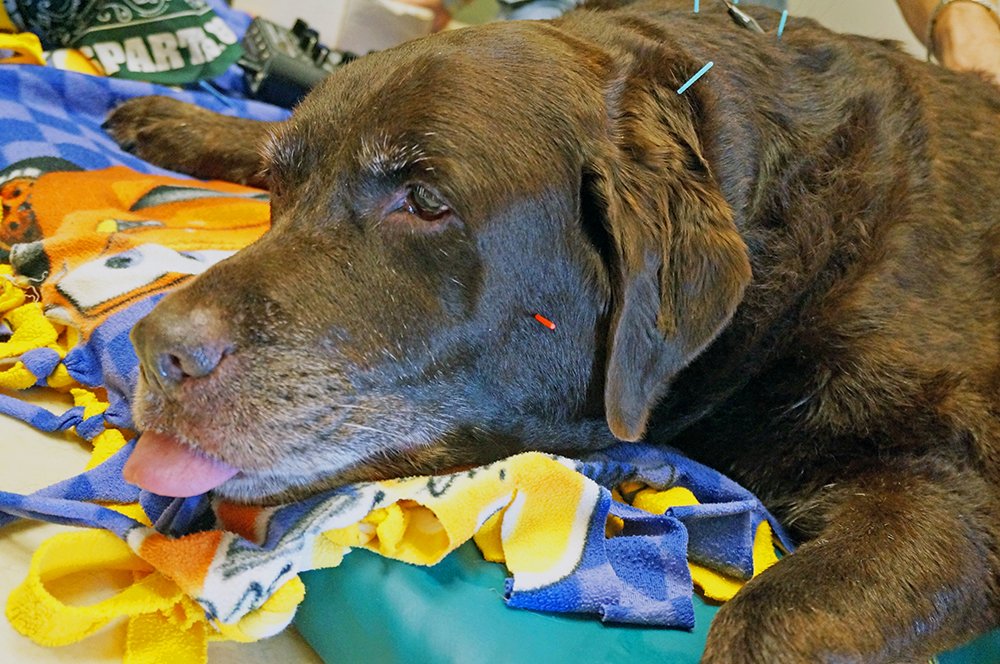 msuvets's tweet photo. With the help of #msuvets Bentley not only lives with #osteoarthritis and #golpp but lives a great life. https://t.co/AHxzcgA3Sw https://t.co/jX036NgUVD