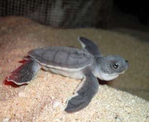 Join us on our mission to help the baby #turtles survive their journey from the nest to the sea: cadip.org/volunteer-in-m…
#TurtleConservation #VolunteerAbroad #VolunteerMexico #Pacificocean