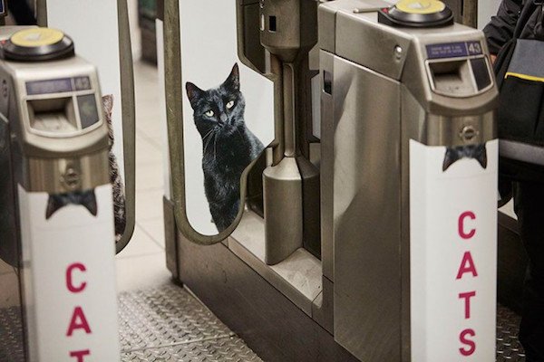 EvilCryptoCat's tweet photo. #leadership #ExtensivePublicChain #followback #instagood #kittylove #getfit #window https://t.co/C1aHoVDTfW