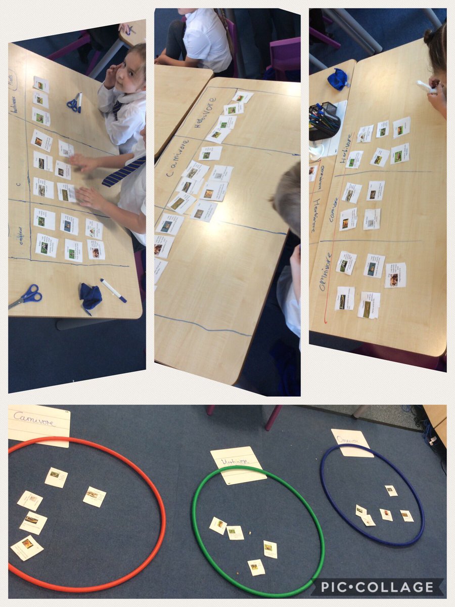 MeresidePrimary's tweet photo. Today #team3P have been sorting animals by their diet. We talked about omnivores, herbivores and carnivores. We also spoke about the amount of nutrition each of them might need! #science https://t.co/C43ztI6vG4