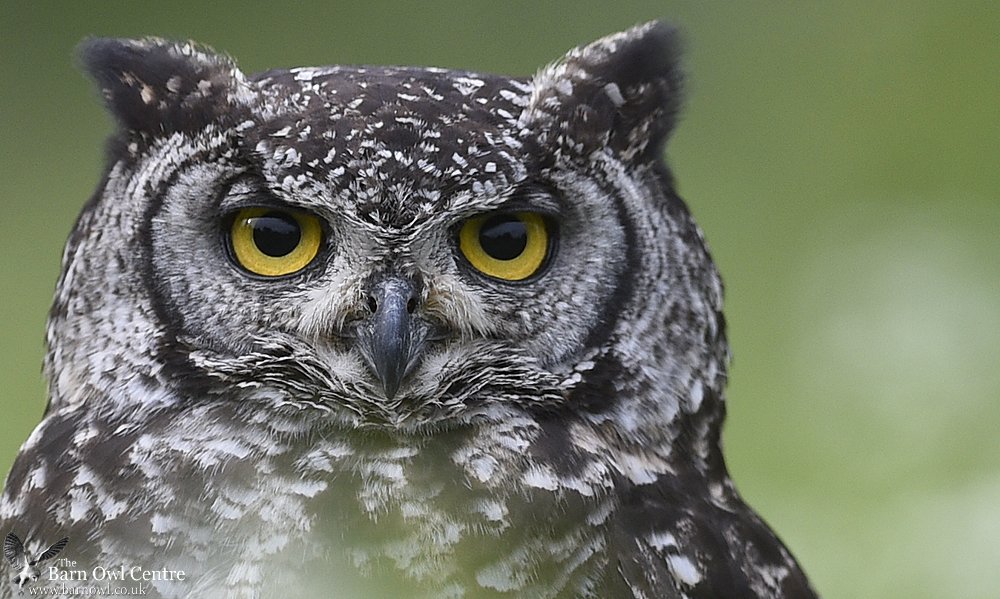 Barn Owl Centre On Twitter Mamba Who S One Of The Beautiful