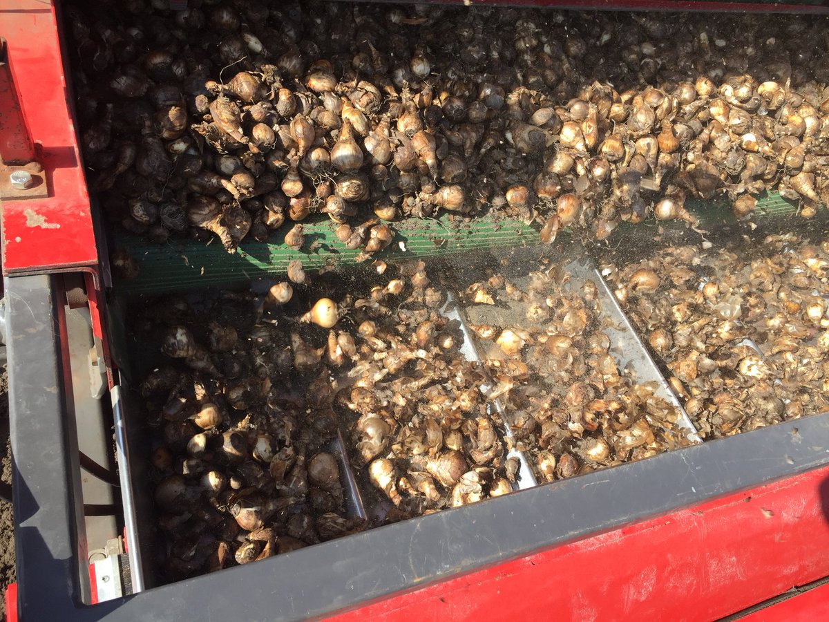 Vandaag zijn we begonnen met het planten van onze eerste narcissen.