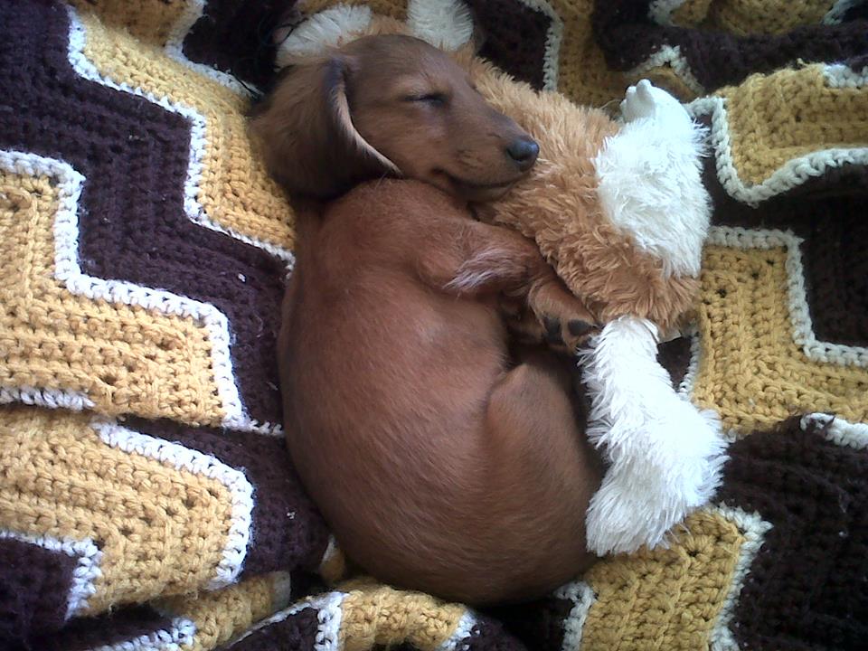 AriaaJaeger's tweet photo. #ZenPaws Take time to take a 20 min nap. https://t.co/YWbKhB8Xt9