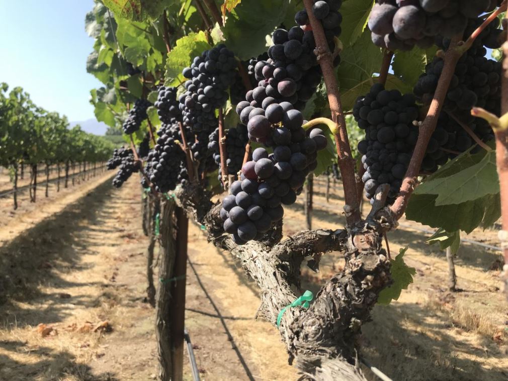 Patiné Cellars (@patinecellars) on Twitter photo SAVE THE DATE - OCTOBER 16th, 2018
Previous Buyers 10:00 am PDT. Any remaining wine will be released to the General Mailing List on 10/23 10:00 am PDT. Single-Vineyard Designate #PinotNoir <a href="/gapscrown/">Gap's Crown</a> Sun Chase and <a href="/PisoniVineyards/">Pisoni Family</a> Soberanes Vineyards! Salute! SAVE THE DATE - OCTOBER 16th, 2018
Previous Buyers 10:00 am PDT. Any remaining wine will be released to the General Mailing List on 10/23 10:00 am PDT. Single-Vineyard Designate #PinotNoir <a href="/gapscrown/">Gap's Crown</a> Sun Chase and <a href="/PisoniVineyards/">Pisoni Family</a> Soberanes Vineyards! Salute!