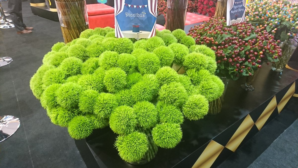 SantiagoSaaEC's tweet photo. Beautiful flowers from #Ecuador in #ExpoFlor 2018 #Quito https://t.co/yndUf2JknK