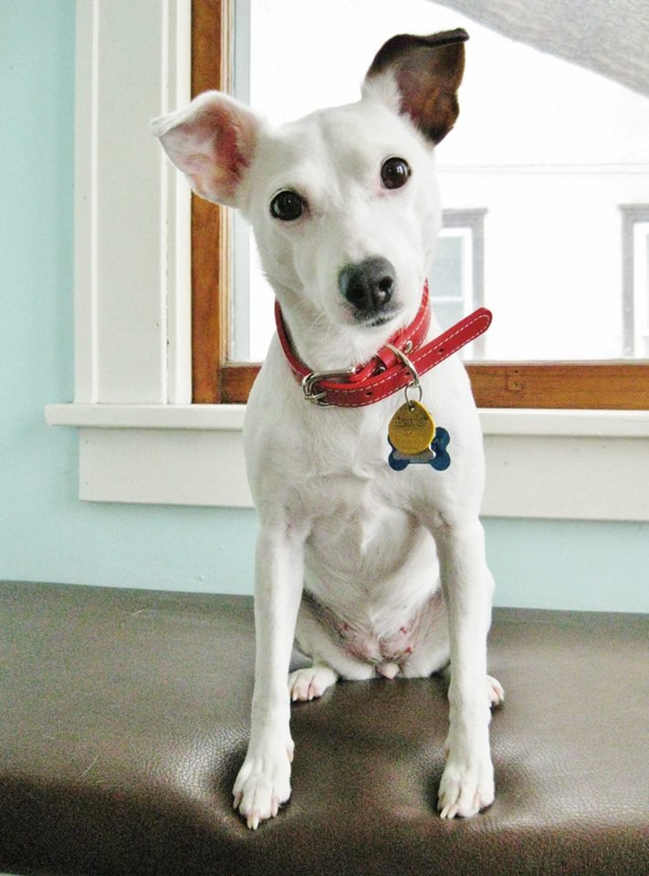 AllDogRescueMN tweet media