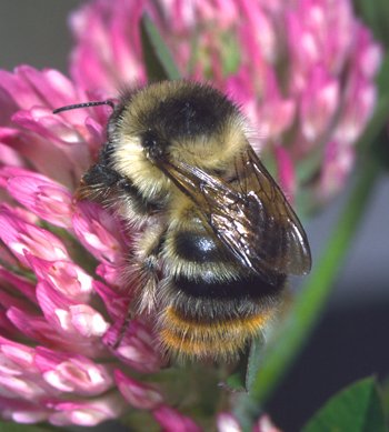 Wales is the first country to have a complete B-Lines map! buglife.org.uk/news-and-event… #Wales #Pollinators #GetInvolved
