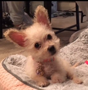 uclacool7's tweet image. Happy Puppyversary. It's been 1 year since our Puppychild Maya came into our lives. We love you Maya.🐶❤️👫