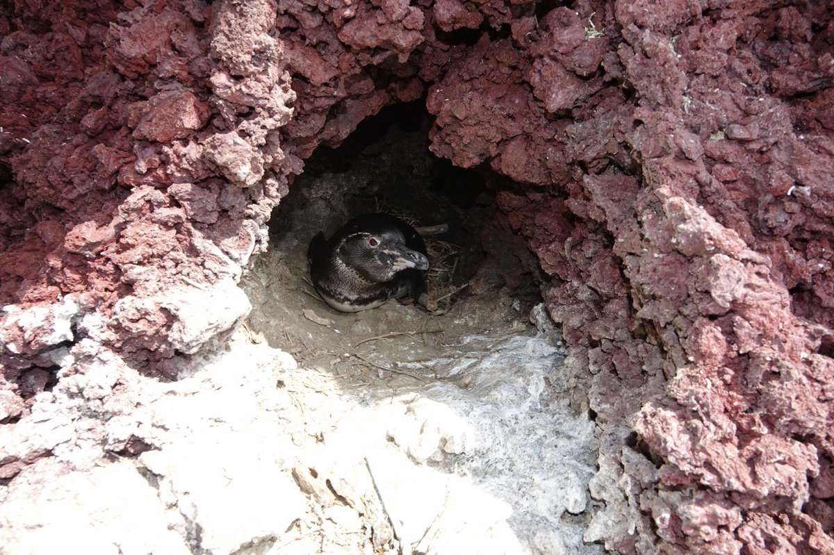 savegalapagos's tweet photo. Great news: Dr. Dee Boersma and her team traveled to Isabela for their annual expedition to see if the endangered #Galapagos #penguins have been breeding…and 31% of the penguins they saw were juveniles, an indication of successful breeding! Learn more: https://t.co/Ox9t15y2BC https://t.co/U1kIp1RcSB