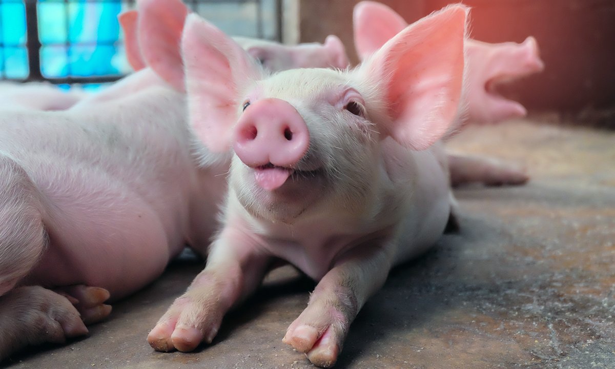 Fact: Pigs wag their tails when happy, can be house-trained, feel empathy for others, use tools, and understand symbolic language. Follow @animal_clock for more farm animal facts. 🐷