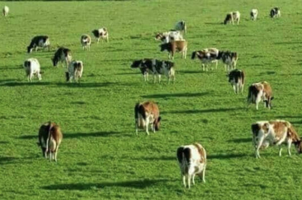 الصورة الأولى ل منتزه عربي !🐮
الصورة الثانية مرعى للبقر في سويسرا🇨🇭