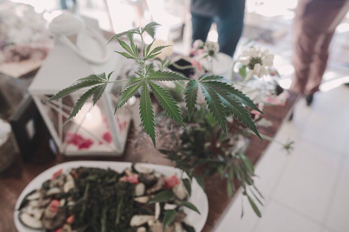 EveFarms's tweet photo. Grown with love 💚 https://t.co/ubicU0Gnwa