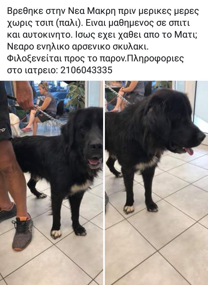 Αδεσποτος tweet media