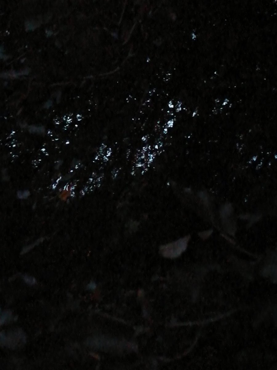 RanbyCE's tweet photo. Looking for bats! Bat detectors for Christmas!! #bitdark #theyarefast #windy #amazing https://t.co/JVRCXJdrfU
