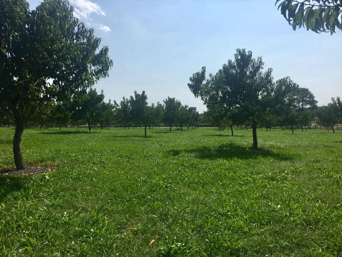 rusnivek's tweet image. Discussion of Sickles freelancing from command orders. But self-promotion of his injury and political ties changed narrative on disobeying official orders. #PIO #MasterPIO