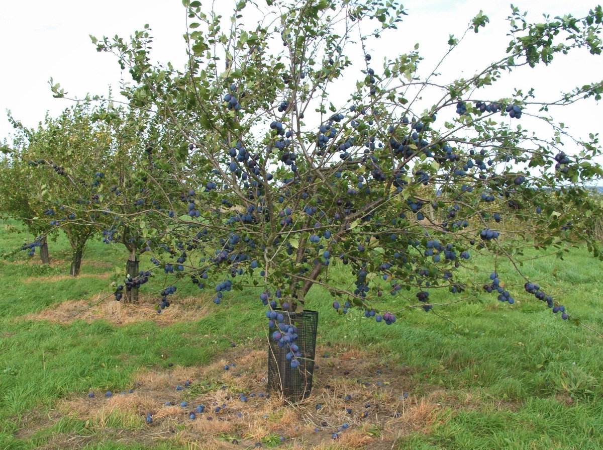 East of England Apples & Orchards Project (@orchardsproject) on Twitter photo One of our Laxton's Cropper plum trees.
It's all in the name!
<a href="/orchardsproject/">East of England Apples & Orchards Project</a> One of our Laxton's Cropper plum trees.
It's all in the name!
<a href="/orchardsproject/">East of England Apples & Orchards Project</a>