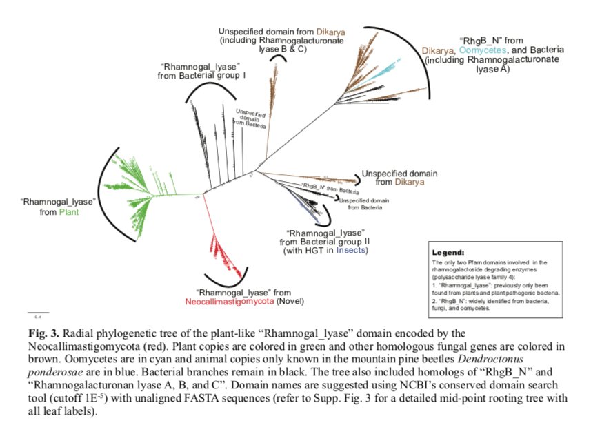 Wonderful paper by Wang et al. (biorxiv.org/content/early/…) showing how divergence of anaerobic gut fungi coincided with radiation of grasses and evolution of mammalian herbivory. Some intriguing horizontal gene transfer events also identified <a href="/AnaerobicFungi/">ANAEROBIC FUNGI NETWORK</a>