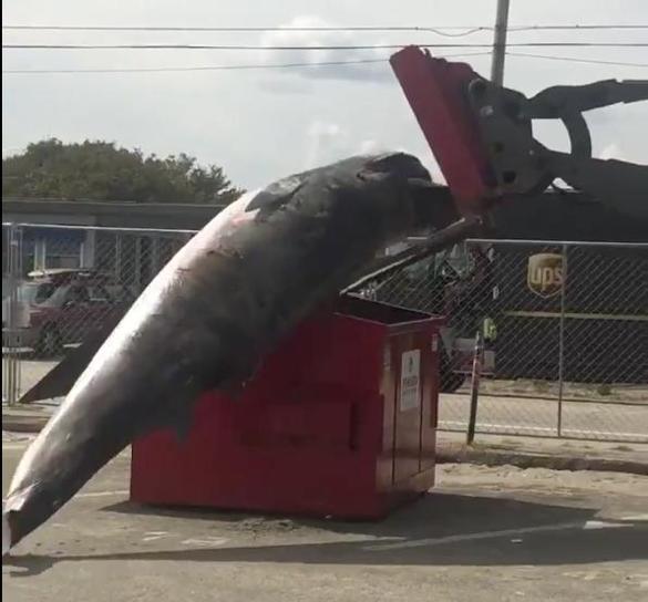 NHnewsUpdate's tweet photo. Dumpster 'snafu' distracts from research into minke whale's death in NH - The Boston Globe https://t.co/1BZbdrMskz