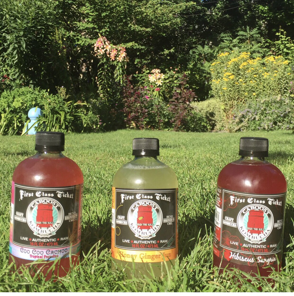 CaboostKombucha's tweet photo. Happy #humpday! May you have a variety of booch to choose from!
📸 by @naturopath 
#inbend #bendoregon #tasteofbend #benddrinks #kombucha #healthyliving #probiotics #supportlocal #fermented #fermentedtea #rawfood #plantbased #kombuchabrewery #kombuchatea https://t.co/4X5avkkf7W