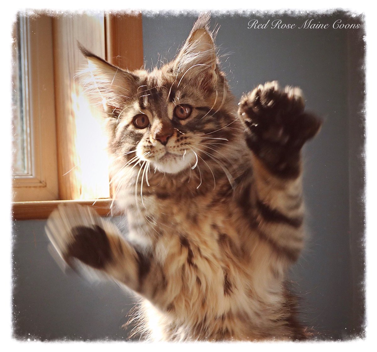 🌹 Red Rose Maine Coons 🌹 (RedRoseCats) Twitter